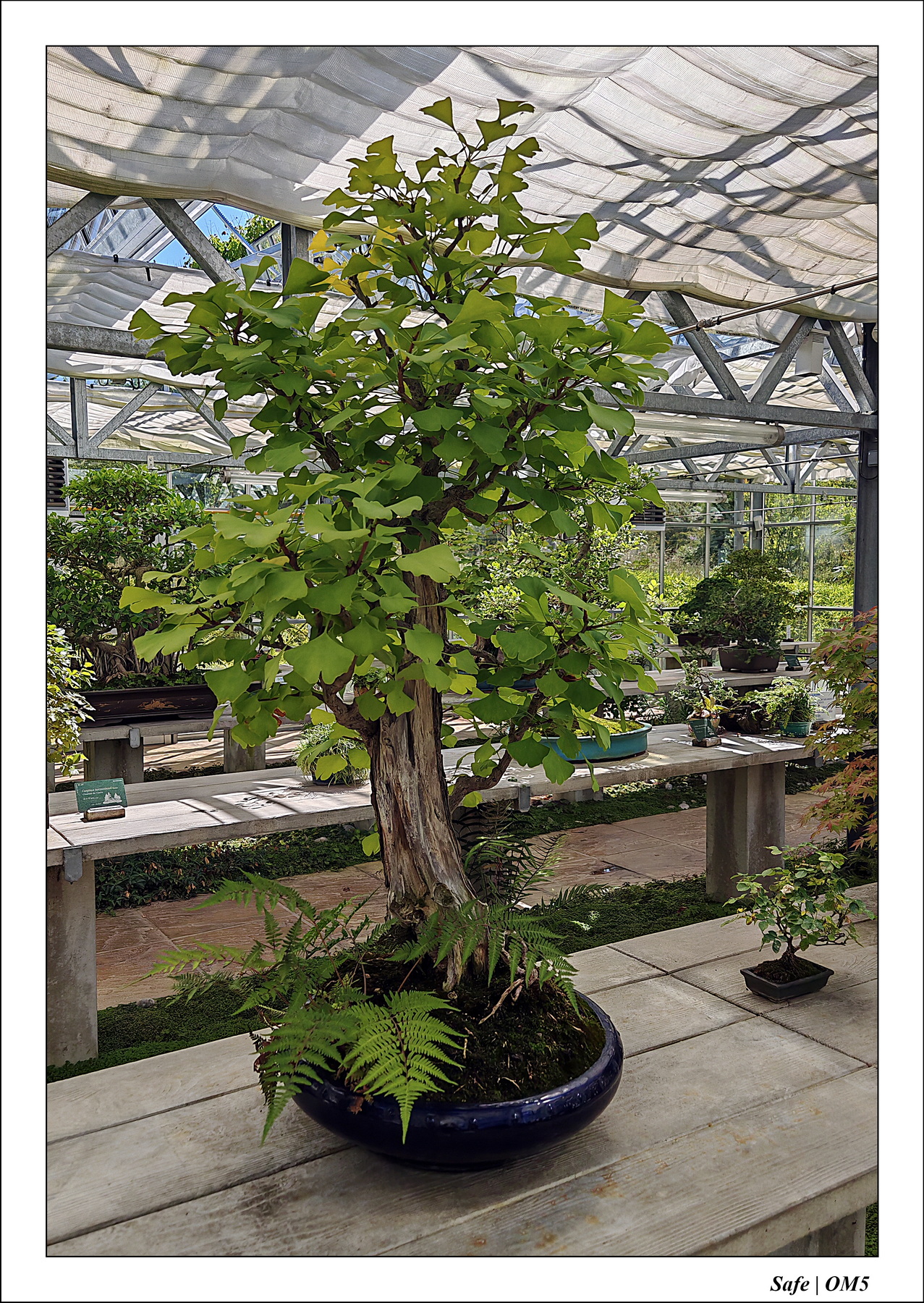 2025 - 08 - Vallée des loups - 10